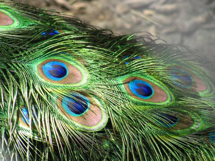 Scientists mimicked the brilliant iridescent colors of feathers (such as a peacock’s, as shown) to create colored films. These films are durable and have broad applicability. Photo credit: Alex Duarte/Wikimedia Commons