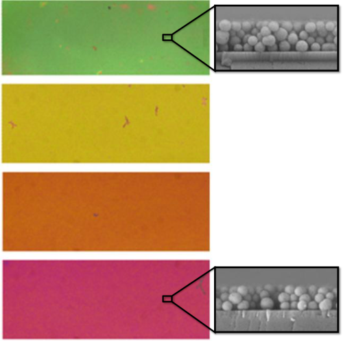Colors on the films (left) are determined by the density and thickness of nanoparticle layers that coat the surface. Black-and-white electron micrographs (nano-scale microscope) show cross-sections of films with different arrangements of nanoparticle packets, resulting in green and red films. Credit: UC San Diego/University of Akron 
